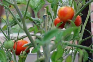 Topiarius Veggies Tomatoes