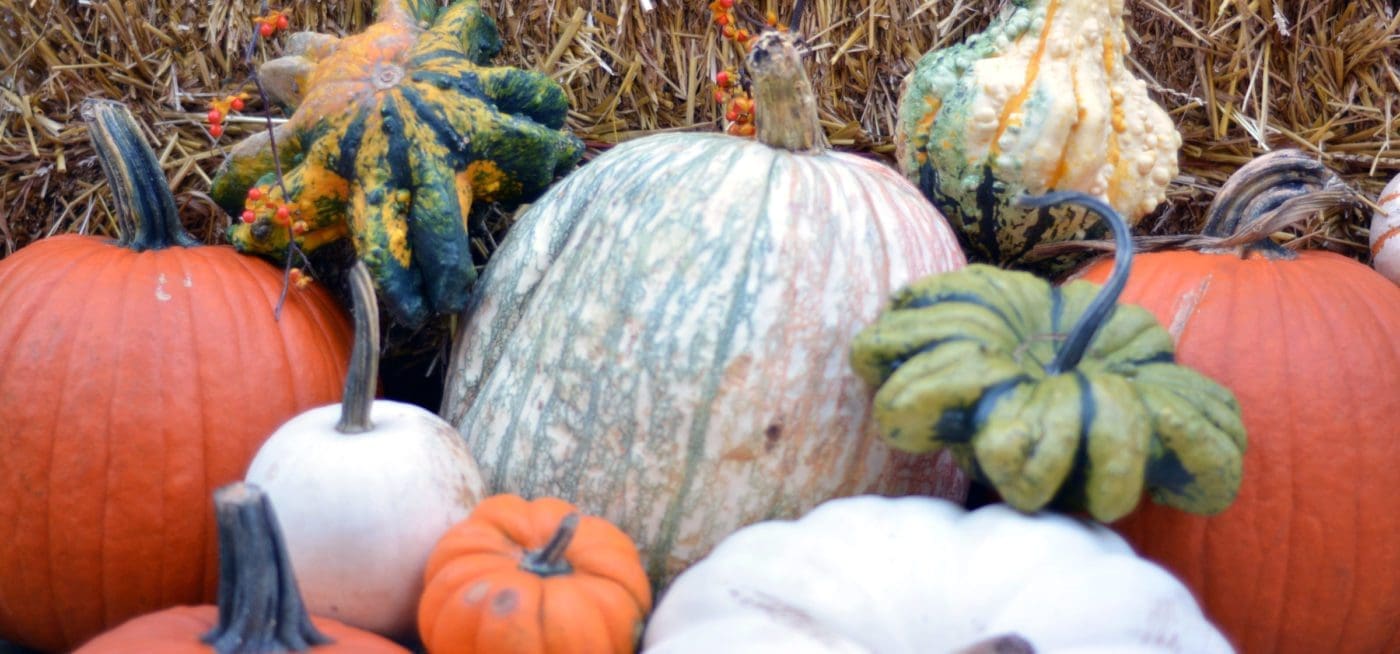 Grouping of various pumpkins and gourds.