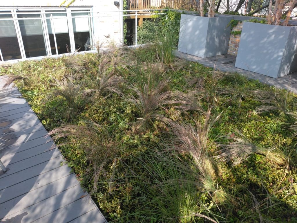 Topiarius Green Roof
