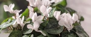 Close up of white cyclamen plant.