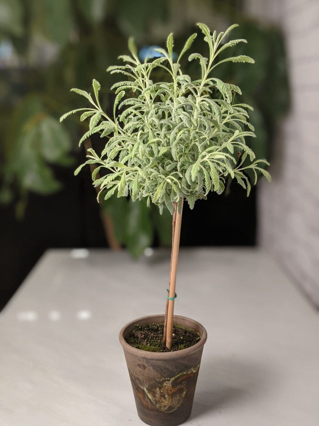 Small potted tree plant in a vase.