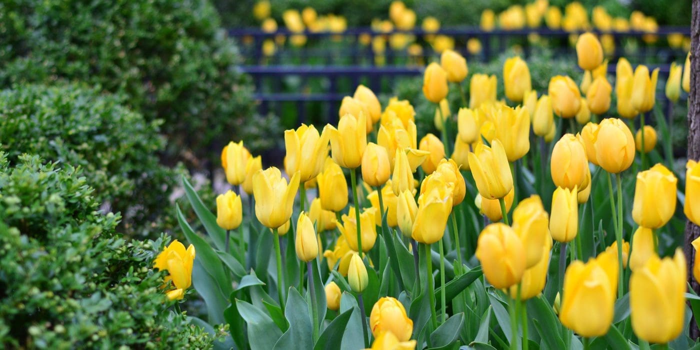 Yellow tulips outside bunched together in a garden.