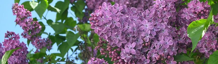 Close up of a lilac bush.