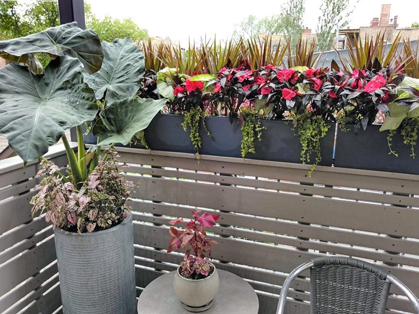 Seasonal Annuals in deck railing planters.