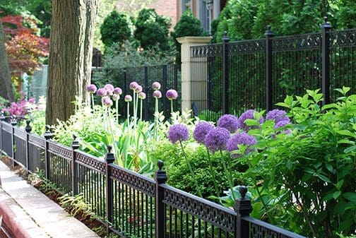 Allium garden behind a iron fence railing.