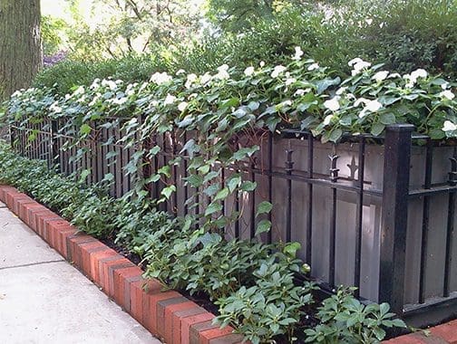 Black iron fencing with climbing plantings.