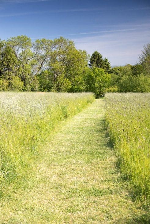 Long grass with a freshly mowed path through it.