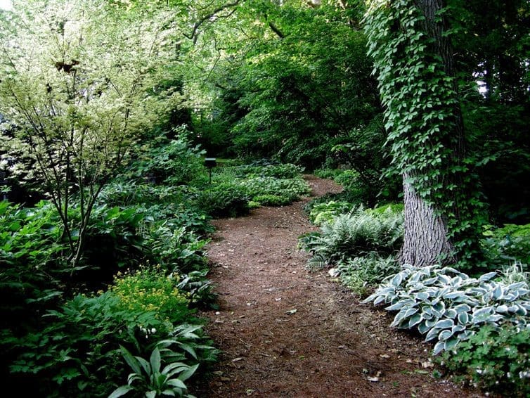 Outdoor mulch path through greenery.