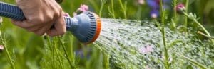 Close up of a hand watering a flowerbed in the garden.