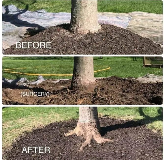 Before and after views of proper mulch around a tree.