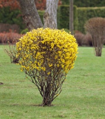Forsythia Pruned