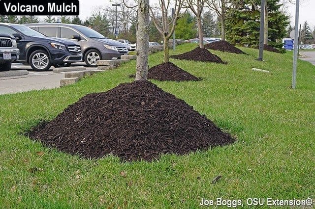 Volcano mulch piles.