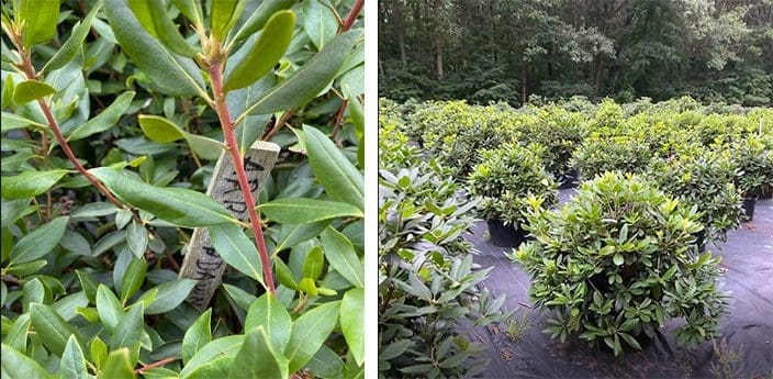 Grouping of rhododendrons.