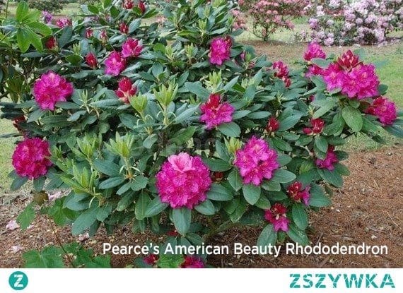 Pearce's American Beauty Rhododendron.