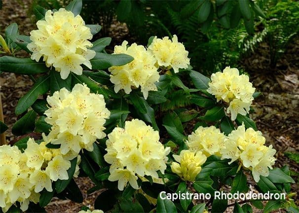 Yellow capistrano rhododendron.