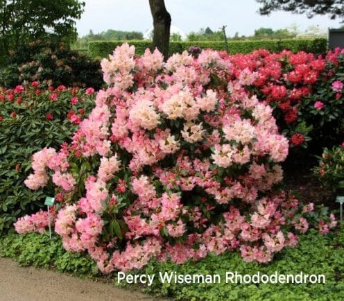 Percy Wiseman Rhododenron.