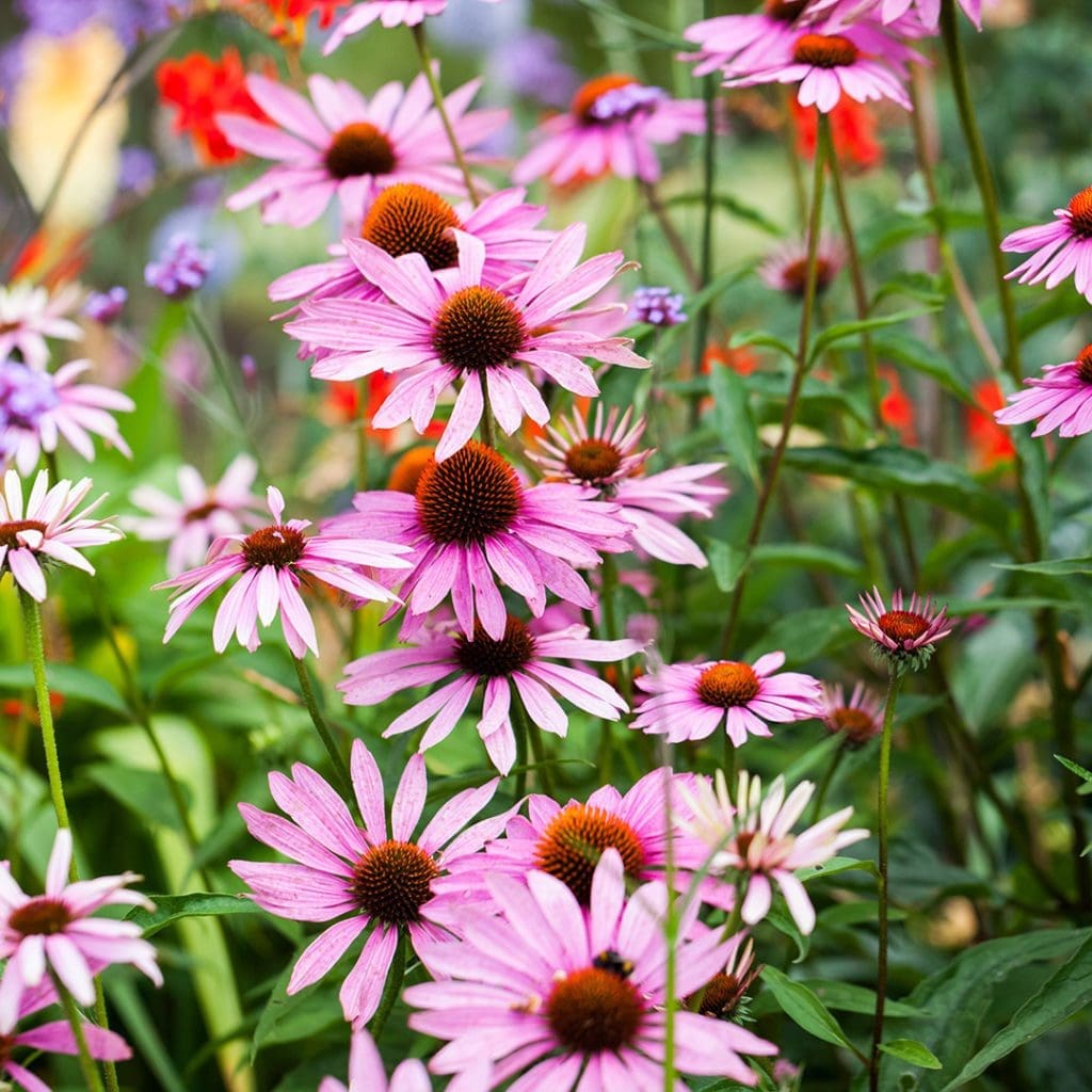 Echinacea Flowers