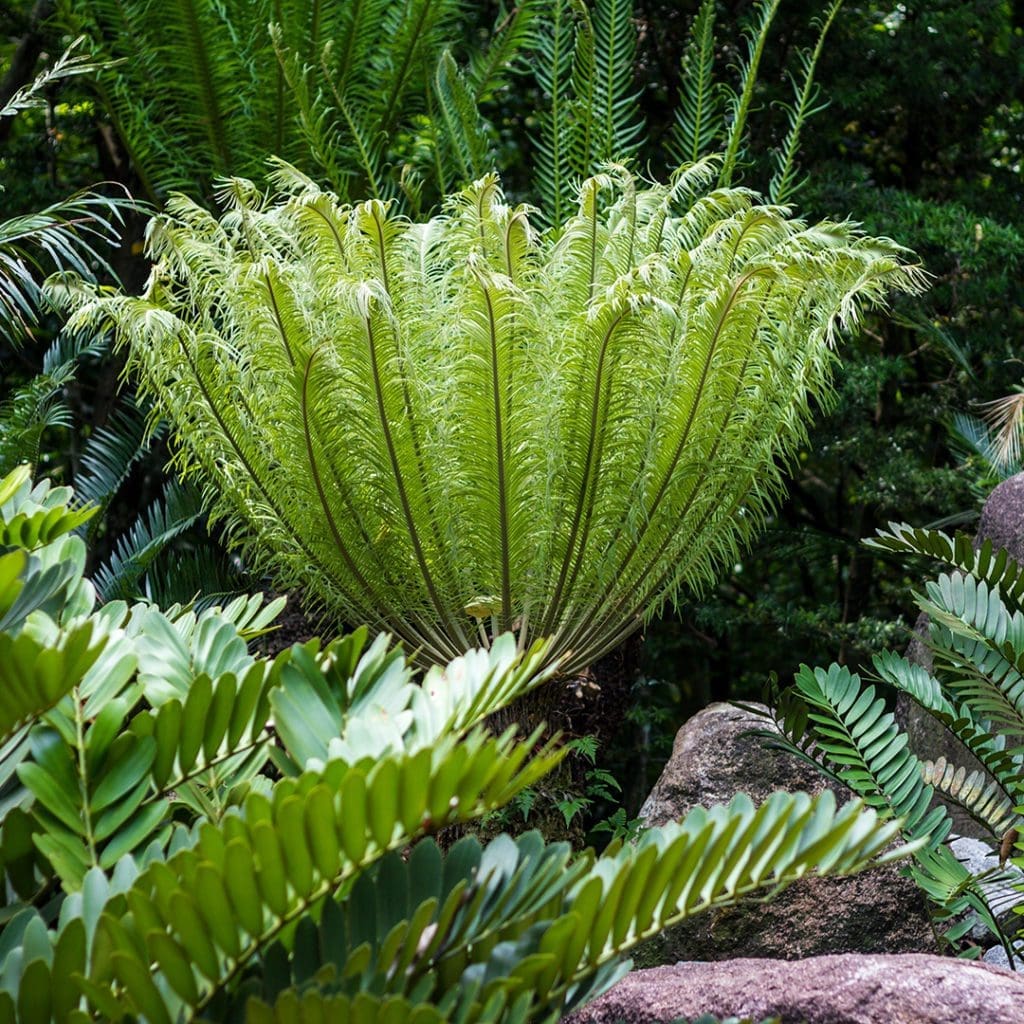 Fern