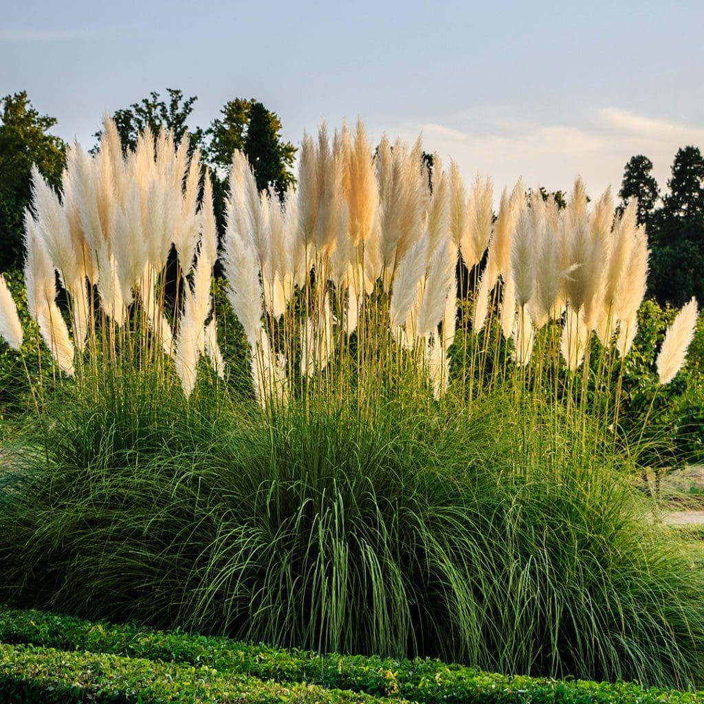 Pampas grass
