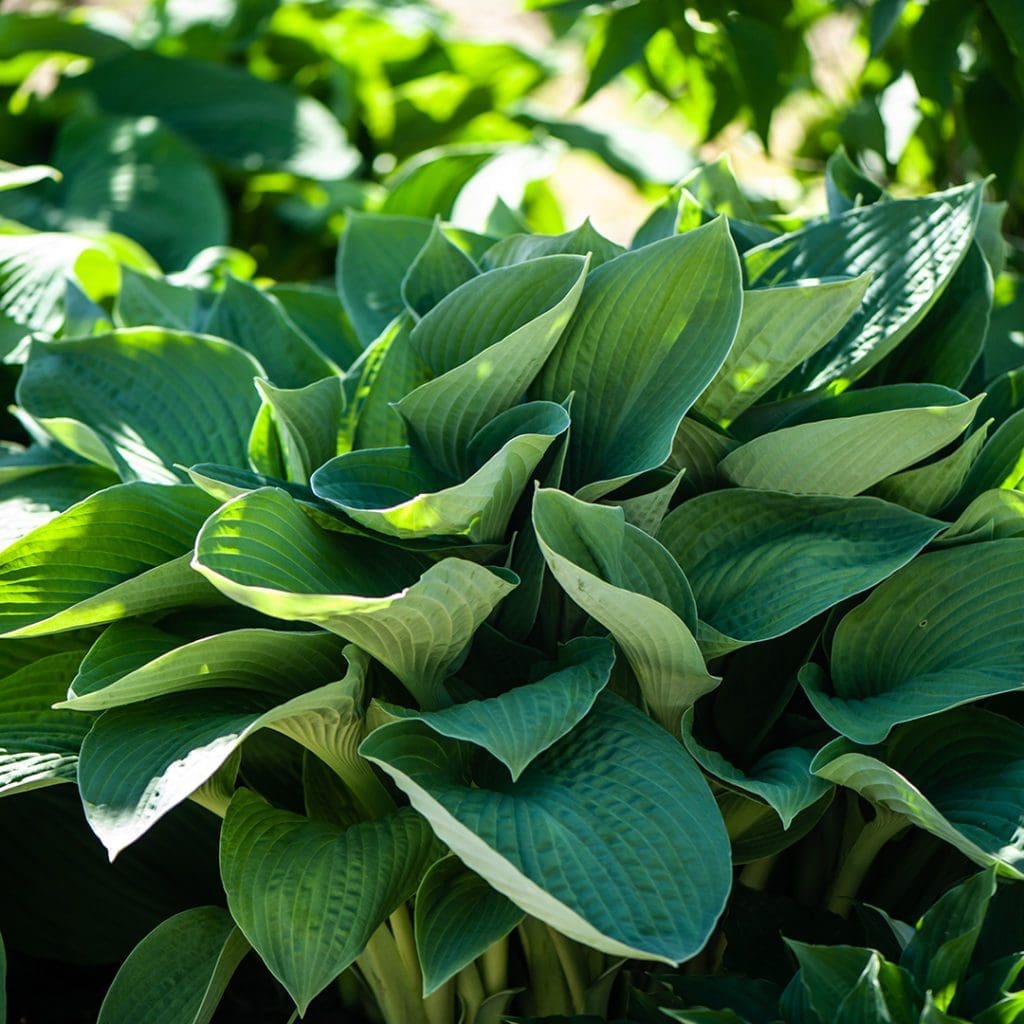Hosta