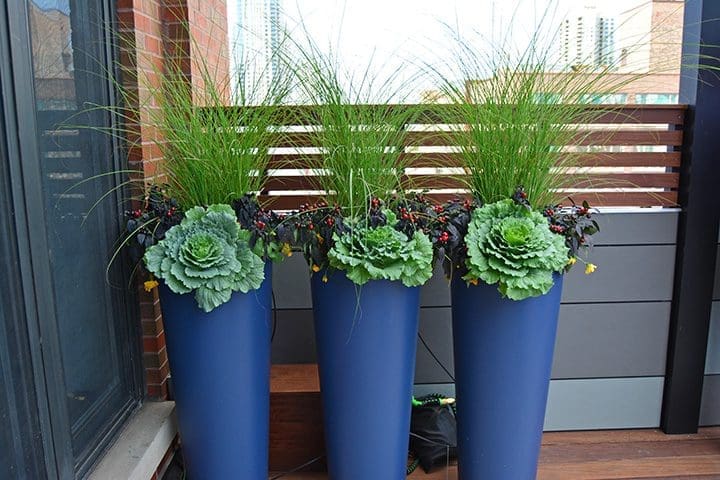 Container in blue with fall planting