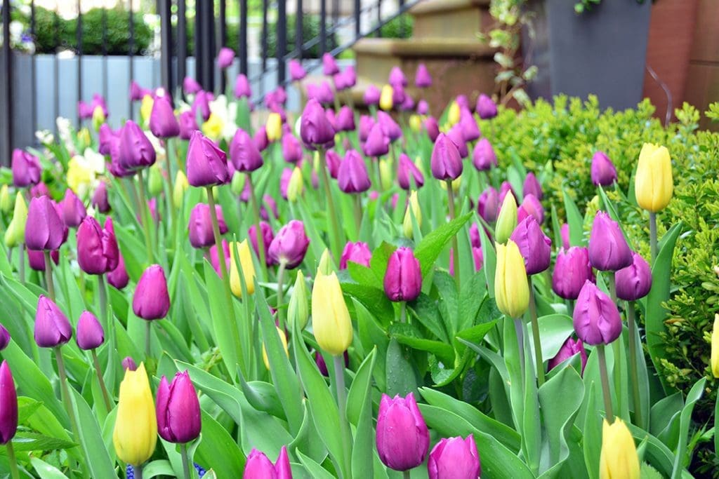 Spring Bulbs