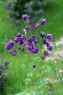 Columbine – Aquilegia canadensis Columbine - Aquilegia canadensis