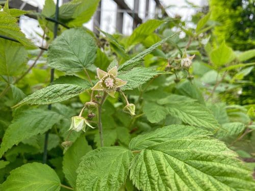 Rasberry Bloom Rasberry Bloom