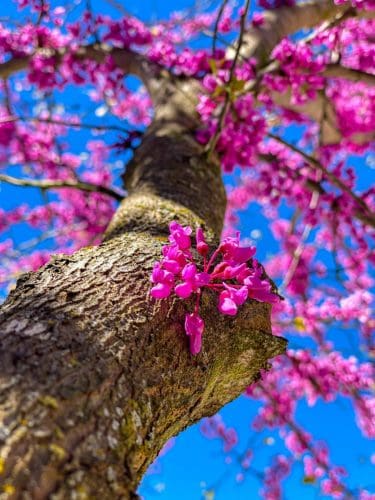 Texas,Redbud,Tree,In,Spring Texas,Redbud,Tree,In,Spring