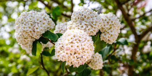 White,Snowball,Viburnum,Carlesii,Flowers,,Cloce,Up.,Viburnum,Carlesii,(koreanspice White,Snowball,Viburnum,Carlesii,Flowers,,Cloce,Up.,Viburnum,Carlesii,(koreanspice