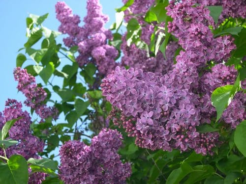 Lilac,Bush,Against,Sky