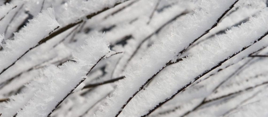 Winter Branch with Snow